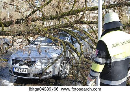 Storm damage, tree on parked car, Munich, Upper Bavaria, Bavaria, Germany, Europe View Large Photo Image Stock Photograph - Storm damage, tree on parked car, Munich, Upper Bavaria, Bavaria, Germany, Europe. Fotosearch