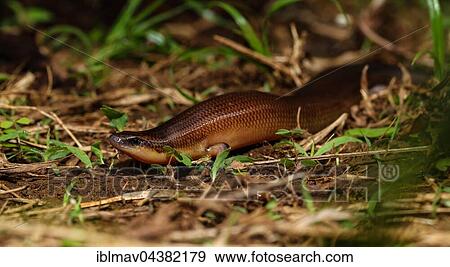 Straight lizard (Madascincus polleni), Amber Mountain National Park, Northern Madagascar, Madagascar, Africa View Large Photo Image Stock Photo - Straight lizard (Madascincus polleni), Amber Mountain National Park, Northern Madagascar, Madagascar, Africa. Fotosearch
