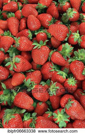 Strawberries in the shape of a heart View Large Photo Image Stock Photo - Strawberries in the shape of a heart. Fotosearch