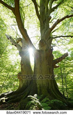 Sun ray shining through huge old mossy beech (Fagus sp. ) tree in former wood pasture, Reinhardswald, Sababurg, Hesse, Germany, Europe View Large Photo Image Stock Image - Sun ray shining through huge old mossy beech (Fagus sp. ) tree in former wood pasture, Reinhardswald, Sababurg, Hesse, Germany, Europe. Fotosearch