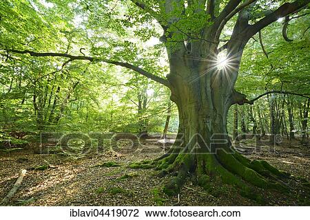Sun ray shining through huge old mossy beech (Fagus sp. ) tree in former wood pasture, Reinhardswald, Sababurg, Hesse, Germany, Europe View Large Photo Image Stock Image - Sun ray shining through huge old mossy beech (Fagus sp. ) tree in former wood pasture, Reinhardswald, Sababurg, Hesse, Germany, Europe. Fotosearch