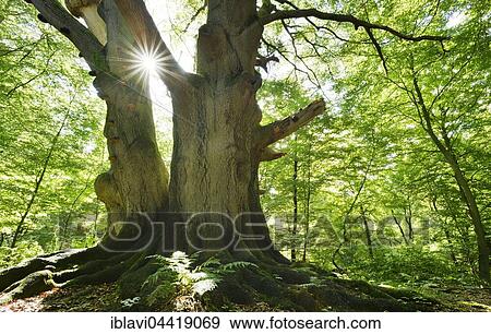 Sun ray shining through huge old mossy beech (Fagus sp. ) tree in former wood pasture, Reinhardswald, Sababurg, Hesse, Germany, Europe View Large Photo Image Stock Photo - Sun ray shining through huge old mossy beech (Fagus sp. ) tree in former wood pasture, Reinhardswald, Sababurg, Hesse, Germany, Europe. Fotosearch