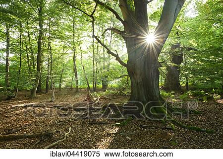 Sun ray shining through huge old mossy beech (Fagus sp. ) tree in former wood pasture, Reinhardswald, Sababurg, Hesse, Germany, Europe View Large Photo Image Stock Photography - Sun ray shining through huge old mossy beech (Fagus sp. ) tree in former wood pasture, Reinhardswald, Sababurg, Hesse, Germany, Europe. Fotosearch