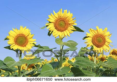 Stock Image - Sunflower field, Switzerland, Europe. Fotosearch