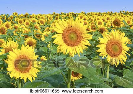 Sunflower field, Switzerland, Europe View Large Photo Image Stock Photography - Sunflower field, Switzerland, Europe. Fotosearch