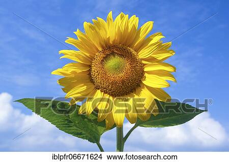Sunflower (Helianthus annuus), Sunflower, Switzerland, Europe View Large Photo Image Picture - Sunflower (Helianthus annuus), Sunflower, Switzerland, Europe. Fotosearch
