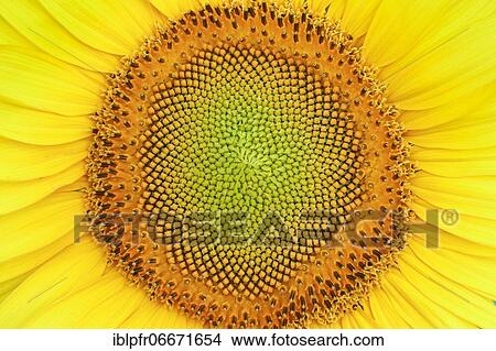 Sunflower, Helianthus annuus, Switzerland, Europe View Large Photo Image Picture - Sunflower, Helianthus annuus, Switzerland, Europe. Fotosearch