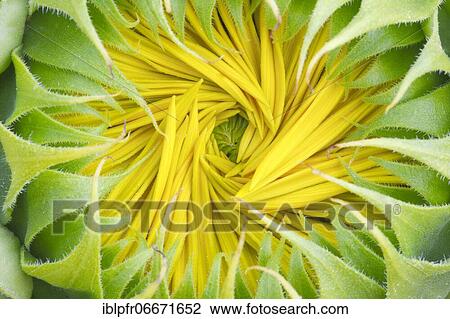 Sunflower, Helianthus annuus, Switzerland, Europe View Large Photo Image Stock Image - Sunflower, Helianthus annuus, Switzerland, Europe. Fotosearch