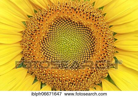 Sunflower, Helianthus annuus, Switzerland, Europe View Large Photo Image Stock Photo - Sunflower, Helianthus annuus, Switzerland, Europe. Fotosearch