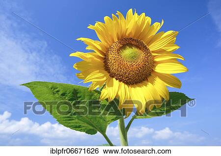 Sunflower (Helianthus annuus), Sunflower, Switzerland, Europe View Large Photo Image Stock Photograph - Sunflower (Helianthus annuus), Sunflower, Switzerland, Europe. Fotosearch