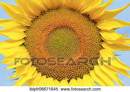 Sunflower, Helianthus annuus, Switzerland, Europe View Large Photo Image Stock Photography - Sunflower, Helianthus annuus, Switzerland, Europe. Fotosearch