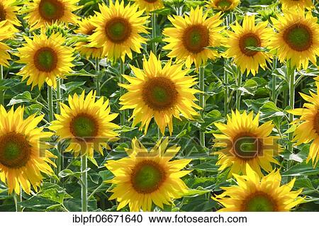 Sunflowers (Helianthus annuus), Sunflower, Switzerland, Europe View Large Photo Image Stock Image - Sunflowers (Helianthus annuus), Sunflower, Switzerland, Europe. Fotosearch