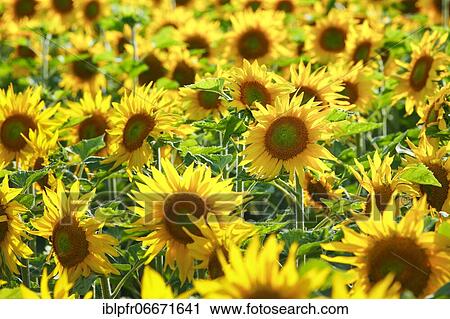 Sunflowers (Helianthus annuus), Sunflower, Switzerland, Europe View Large Photo Image Stock Image - Sunflowers (Helianthus annuus), Sunflower, Switzerland, Europe. Fotosearch
