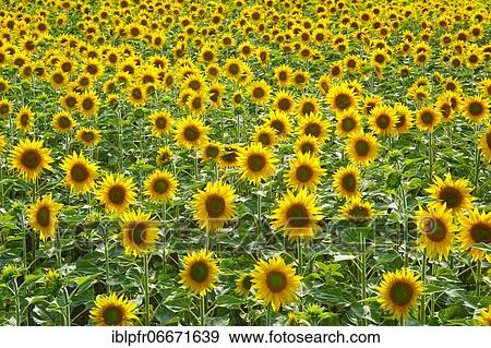 Sunflowers (Helianthus annuus), Sunflower, Switzerland, Europe View Large Photo Image Stock Photo - Sunflowers (Helianthus annuus), Sunflower, Switzerland, Europe. Fotosearch