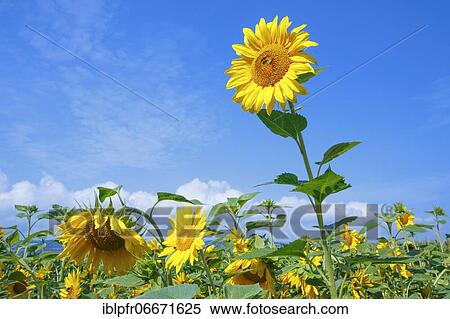 Sunflowers (Helianthus annuus), Sunflower, Switzerland, Europe View Large Photo Image Stock Photography - Sunflowers (Helianthus annuus), Sunflower, Switzerland, Europe. Fotosearch