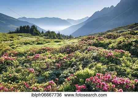 Sunrise Chalberboden, Bern, Switzerland, Europe View Large Photo Image Stock Photograph - Sunrise Chalberboden, Bern, Switzerland, Europe. Fotosearch