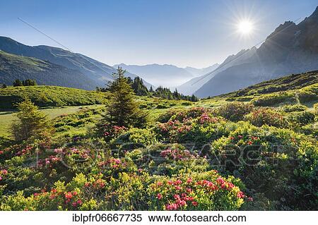 Sunrise Chalberboden, Bern, Switzerland, Europe View Large Photo Image Stock Photography - Sunrise Chalberboden, Bern, Switzerland, Europe. Fotosearch