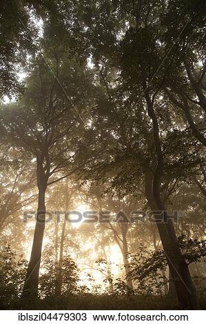 Sunrise in foggy forest landscape in Witten, Ruhr district, North Rhine-Westphalia, Germany, Europe View Large Photo Image Stock Image - Sunrise in foggy forest landscape in Witten, Ruhr district, North Rhine-Westphalia, Germany, Europe. Fotosearch