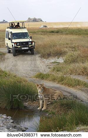 SUV with tourists on safari, near lioness at waterhole, African lion (Panthera leo), Serengeti National Park, Tanzania, Africa View Large Photo Image Stock Image - SUV with tourists on safari, near lioness at waterhole, African lion (Panthera leo), Serengeti National Park, Tanzania, Africa. Fotosearch