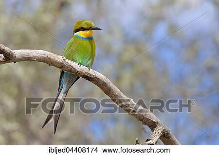 Swallow-tailed bee-eater (Merops hirundineus), perched on tree branch, Kgalagadi Transfrontier Park, Northern Cape, South Africa, Africa View Large Photo Image Picture - Swallow-tailed bee-eater (Merops hirundineus), perched on tree branch, Kgalagadi Transfrontier Park, Northern Cape, South Africa, Africa. Fotosearch