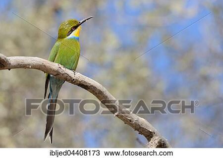 Swallow-tailed bee-eater (Merops hirundineus), perched on tree branch, Kgalagadi Transfrontier Park, Northern Cape, South Africa, Africa View Large Photo Image Stock Image - Swallow-tailed bee-eater (Merops hirundineus), perched on tree branch, Kgalagadi Transfrontier Park, Northern Cape, South Africa, Africa. Fotosearch