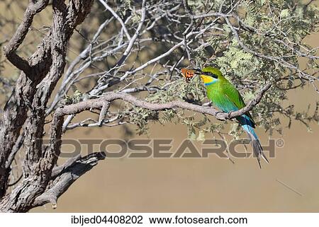 Swallow-tailed bee-eater (Merops hirundineus), sitting on tree branch with butterfly prey in beak, Kgalagadi Transfrontier Park, Northern Cape, South Africa, Africa View Large Photo Image Stock Image - Swallow-tailed bee-eater (Merops hirundineus), sitting on tree branch with butterfly prey in beak, Kgalagadi Transfrontier Park, Northern Cape, South Africa, Africa. Fotosearch