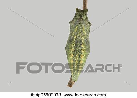 Stock Image - Swallowtail (Papilio machaon), pupation hanging on branch, Germany, Europe. Fotosearch