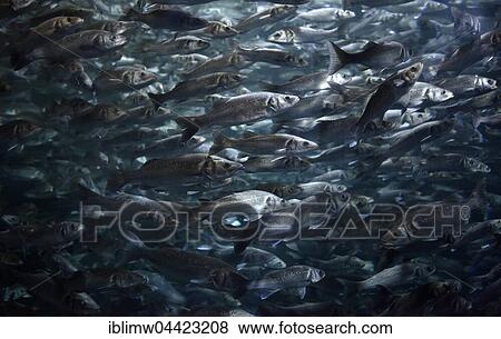 Swarm of European sea bass or sea dace (Dicentrarchus labrax), Loro Parque, Puerto de la Cruz, Tenerife, Canary Islands, Spain, Europe View Large Photo Image Stock Photo - Swarm of European sea bass or sea dace (Dicentrarchus labrax), Loro Parque, Puerto de la Cruz, Tenerife, Canary Islands, Spain, Europe. Fotosearch
