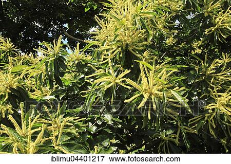 Sweet chestnut (Castanea sativa) tree in flower, close up, Royal Botanic Gardens, Kew, London, England, UK View Large Photo Image Stock Photo - Sweet chestnut (Castanea sativa) tree in flower, close up, Royal Botanic Gardens, Kew, London, England, UK. Fotosearch