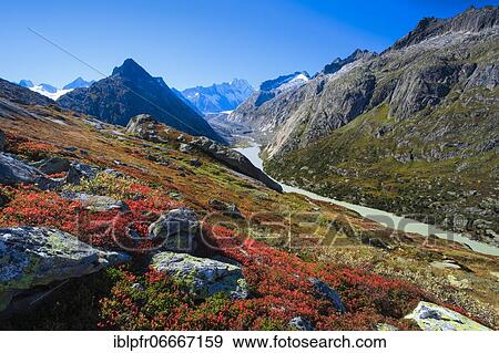 Swiss Alps in autumn, Zinggenstock, Lauteraarhorn, Hienderstock, Brünberg, Grimselsee, Bern, Switzerland, Europe View Large Photo Image Stock Photo - Swiss Alps in autumn, Zinggenstock, Lauteraarhorn, Hienderstock, Brünberg, Grimselsee, Bern, Switzerland, Europe. Fotosearch
