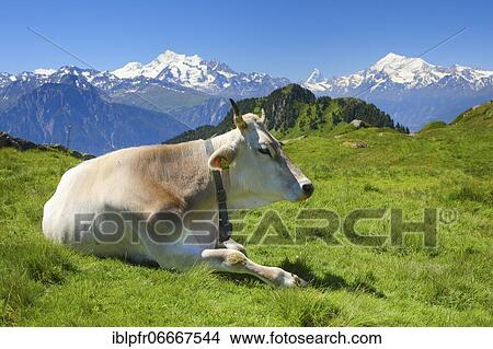 Picture - Swiss Alps, Mischabel Group, Matterhorn, Weisshorn, Valais, Switzerland, Europe. Fotosearch