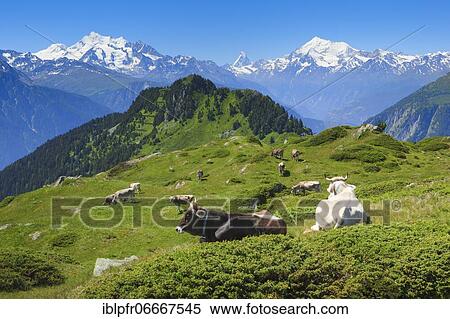 Stock Photography - Swiss Alps, Mischabel Group, Matterhorn, Weisshorn, Valais, Switzerland, Europe. Fotosearch