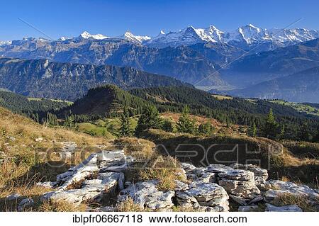Swiss Alps, View from Niederhorn, Schreckhorn, 4078 m, Finsteraarhorn, 4274 m, Eiger, 3974 m, Mönch, 4099 m, Jungfrau, 4158m, Autumn, Bernese Oberland, Bern, Switzerland, Europe View Large Photo Image Stock Photo - Swiss Alps, View from Niederhorn, Schreckhorn, 4078 m, Finsteraarhorn, 4274 m, Eiger, 3974 m, Mönch, 4099 m, Jungfrau, 4158m, Autumn, Bernese Oberland, Bern, Switzerland, Europe. Fotosearch