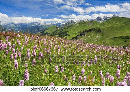 Swiss Alps with blooming snake's knotweed, Switzerland, Europe View Large Photo Image Stock Photo - Swiss Alps with blooming snake's knotweed, Switzerland, Europe. Fotosearch