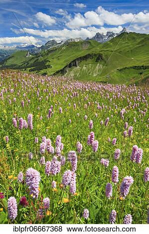 Stock Photo - Swiss Alps with blooming snake's knotweed, Switzerland, Europe. Fotosearch