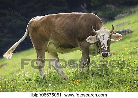 Swiss cow on alp, Switzerland, Europe View Large Photo Image Stock Image - Swiss cow on alp, Switzerland, Europe. Fotosearch