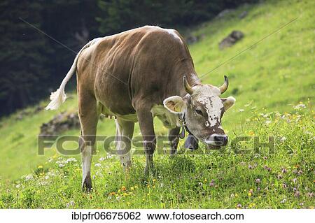 Swiss cow on alp, Switzerland, Europe View Large Photo Image Stock Image - Swiss cow on alp, Switzerland, Europe. Fotosearch