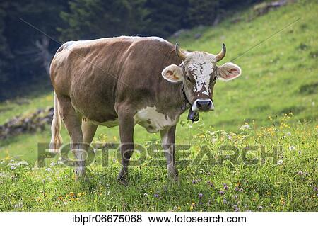 Swiss cow on alp, Switzerland, Europe View Large Photo Image Stock Photo - Swiss cow on alp, Switzerland, Europe. Fotosearch