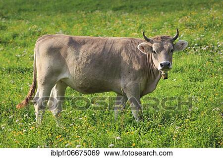 Stock Photo - Swiss cow on alp, Switzerland, Europe. Fotosearch