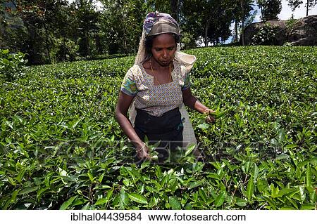 Tea picker, tea (Camellia sinensis), highlands cultivation, Glenloch plantation, Thawalanthenna, Central Province, Sri Lanka, Asia View Large Photo Image Picture - Tea picker, tea (Camellia sinensis), highlands cultivation, Glenloch plantation, Thawalanthenna, Central Province, Sri Lanka, Asia. Fotosearch