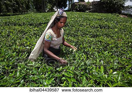 Tea picker, tea (Camellia sinensis), highlands cultivation, Glenloch plantation, Thawalanthenna, Central Province, Sri Lanka, Asia View Large Photo Image Stock Photo - Tea picker, tea (Camellia sinensis), highlands cultivation, Glenloch plantation, Thawalanthenna, Central Province, Sri Lanka, Asia. Fotosearch