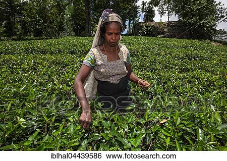 Tea picker, tea (Camellia sinensis), highlands cultivation, Glenloch plantation, Thawalanthenna, Central Province, Sri Lanka, Asia View Large Photo Image Stock Photograph - Tea picker, tea (Camellia sinensis), highlands cultivation, Glenloch plantation, Thawalanthenna, Central Province, Sri Lanka, Asia. Fotosearch
