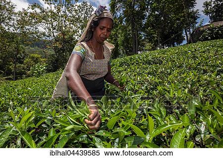 Tea picker, tea (Camellia sinensis), highlands cultivation, Glenloch plantation, Thawalanthenna, Central Province, Sri Lanka, Asia View Large Photo Image Stock Photography - Tea picker, tea (Camellia sinensis), highlands cultivation, Glenloch plantation, Thawalanthenna, Central Province, Sri Lanka, Asia. Fotosearch