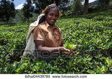 Tea picker, tea (Camellia sinensis), highlands cultivation, Glenloch plantation, Thawalanthenna, Central Province, Sri Lanka, Asia View Large Photo Image Stock Photography - Tea picker, tea (Camellia sinensis), highlands cultivation, Glenloch plantation, Thawalanthenna, Central Province, Sri Lanka, Asia. Fotosearch