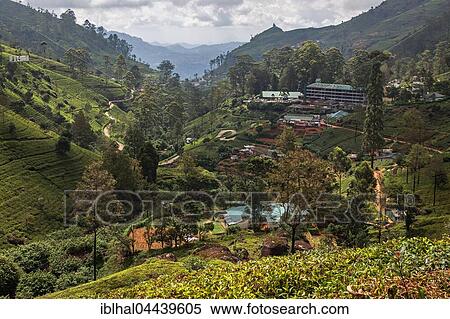 Tea plants (Camellia sinensis), highlands cultivation, Mackwoods Labookellie Tea Centre, Nuwara Eliya, Central Province, Sri Lanka, Asia View Large Photo Image Stock Photography - Tea plants (Camellia sinensis), highlands cultivation, Mackwoods Labookellie Tea Centre, Nuwara Eliya, Central Province, Sri Lanka, Asia. Fotosearch