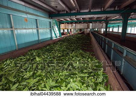 Tea processing, tea drying, Glenloch Tea Factory, Thawalanthenna, Central Province, Sri Lanka, Asia View Large Photo Image Stock Photo - Tea processing, tea drying, Glenloch Tea Factory, Thawalanthenna, Central Province, Sri Lanka, Asia. Fotosearch