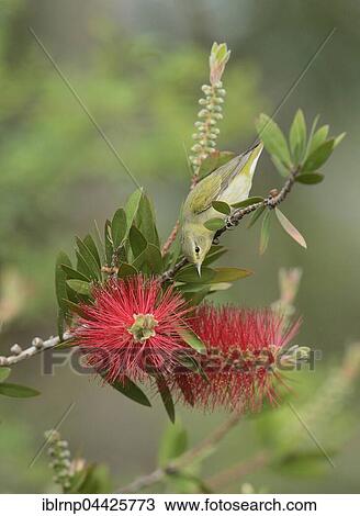 Tennessee Warbler (Vermivora peregrina), adult, feeding on blooming Lemon Bottlebrush, Crimson Bottlebrush (Melaleuca citrina), South Padre Island, Texas, USA, North America View Large Photo Image Stock Image - Tennessee Warbler (Vermivora peregrina), adult, feeding on blooming Lemon Bottlebrush, Crimson Bottlebrush (Melaleuca citrina), South Padre Island, Texas, USA, North America. Fotosearch