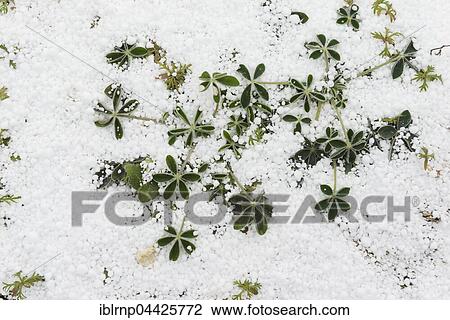 Texas Lupine or Bluebonnet (Lupinus texensis), leaves covered with sleet, ice pellets, Texas, USA, North America View Large Photo Image Stock Image - Texas Lupine or Bluebonnet (Lupinus texensis), leaves covered with sleet, ice pellets, Texas, USA, North America. Fotosearch