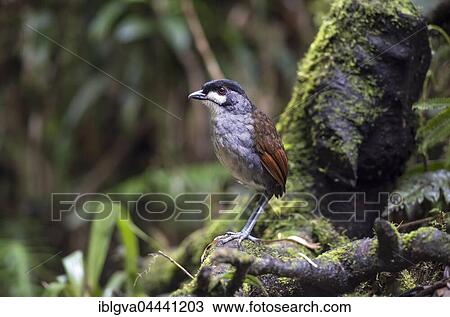 The jocotoco antpitta (Grallaria ridgelyi), rare bird, Tapichalaca Nature Reserve, Eastern Andes foothills, Ecuador, South America View Large Photo Image Stock Image - The jocotoco antpitta (Grallaria ridgelyi), rare bird, Tapichalaca Nature Reserve, Eastern Andes foothills, Ecuador, South America. Fotosearch