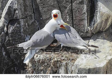 Stock Image - Three-toed gull (Rissa tridactyla), Scotland, Great Britain. Fotosearch